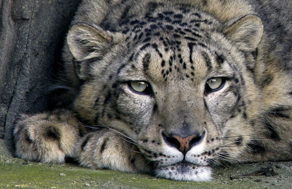 A male snow leopard at the Wildlife Oasis