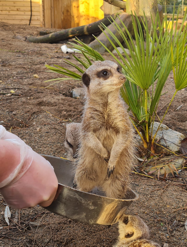 A meerkat sitting in a metal bowl being held by a gloved hand