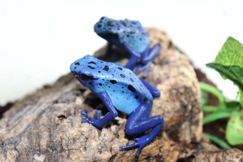Two blue frogs