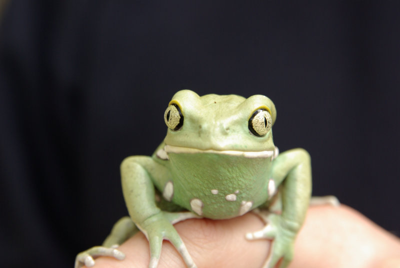 A tree frog