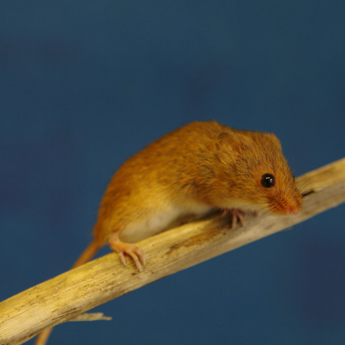 A tiny Eurasian harvest mouse