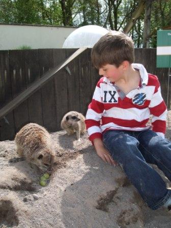 A junior keeper hard at work feeding the meerkats