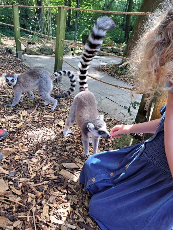 A ringtailed lemur sniffing some food being held by a young girl