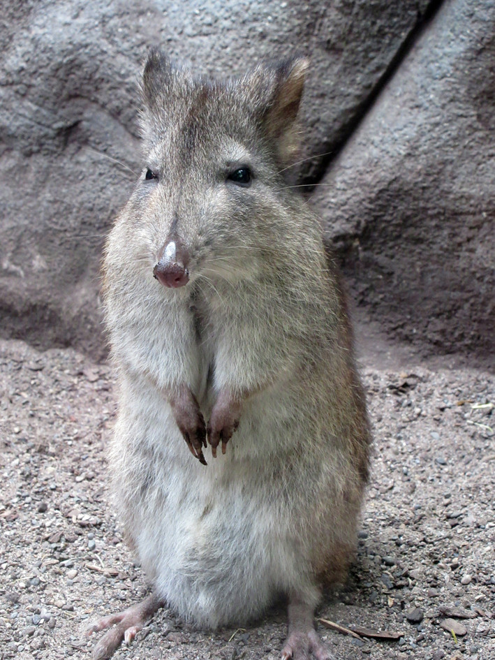 Long-nosed potoroo