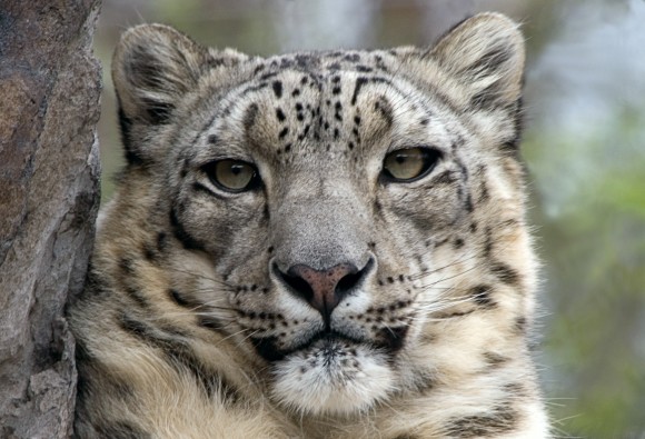 A male snow leopard